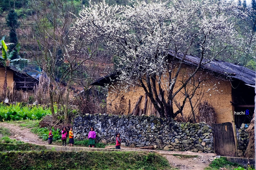 Tours du lịch Cao nguyên đá Hà Giang(2 ngày 3 đêm)